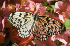 2_ESC2682