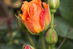 _BFC5621