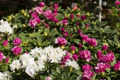 Espositori_PIT8928