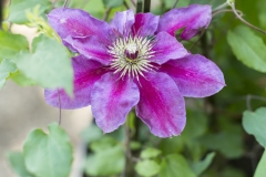 Espositori_PIT9121