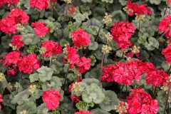 Espositori_PIT9748