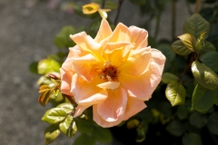 Espositori_PIT9763