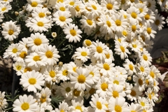 APF4036